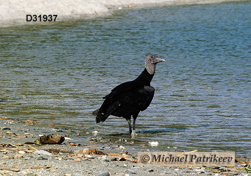 American Black Vulture (Coragyps atratus)